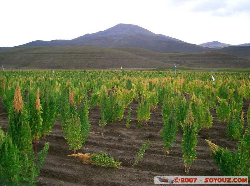 Chuvica - champs de Quinoa
Mots-clés: plante quinoa