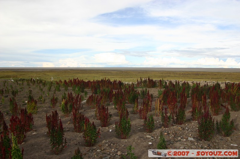 Chuvica - champs de Quinoa
Mots-clés: plante quinoa