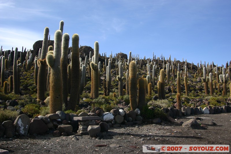 Isla Pescado (or Incahuasi) - Cardons (cactus)
