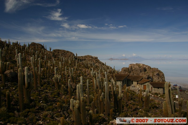 Isla Pescado (or Incahuasi) - Cardons (cactus)
