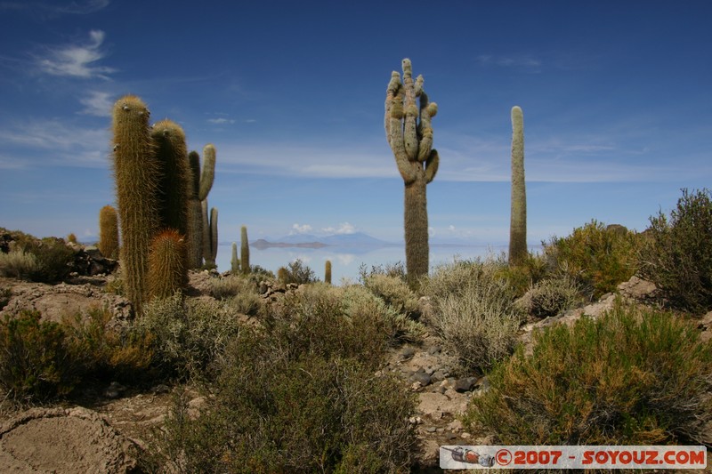 Isla Pescado (or Incahuasi) - Cardons (cactus)
