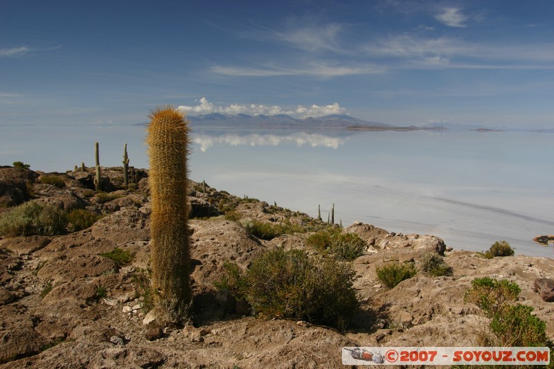 Isla Pescado (or Incahuasi) - Cardons (cactus)
