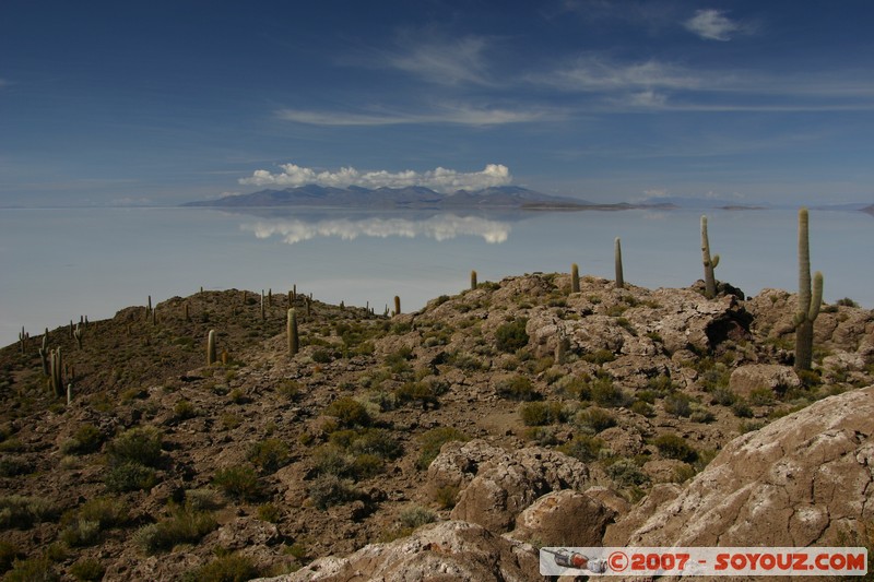 Isla Pescado (or Incahuasi) - Cardons (cactus)
