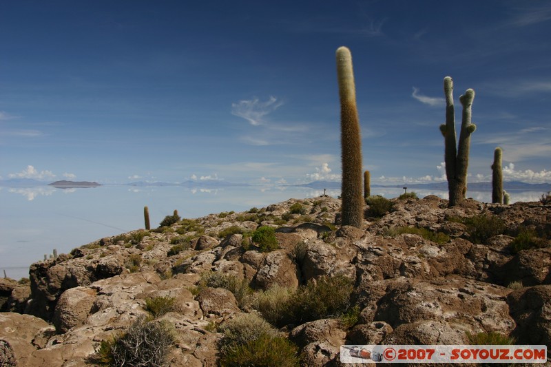 Isla Pescado (or Incahuasi) - Cardons (cactus)
