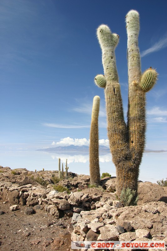 Isla Pescado (or Incahuasi) - Cardons (cactus)
