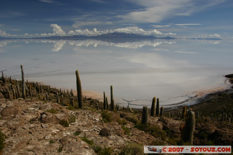 Isla Pescado (or Incahuasi) - Cardons (cactus)
