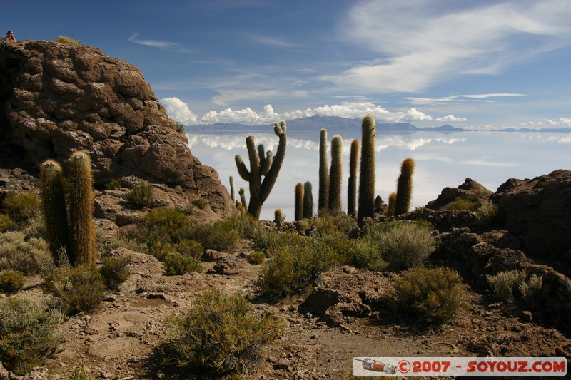 Isla Pescado (or Incahuasi) - Cardons (cactus)
