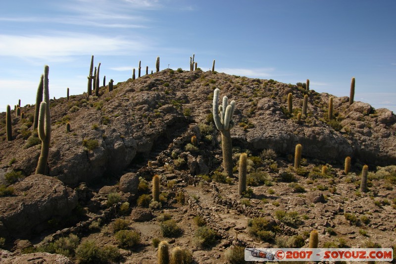 Isla Pescado (or Incahuasi) - Cardons (cactus)
