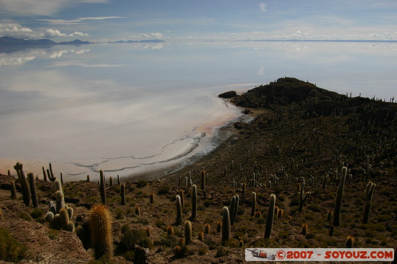 Isla Pescado (or Incahuasi) - Cardons (cactus)
