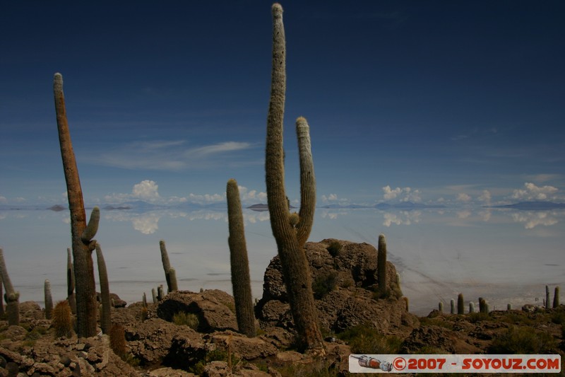 Isla Pescado (or Incahuasi) - Cardons (cactus)
