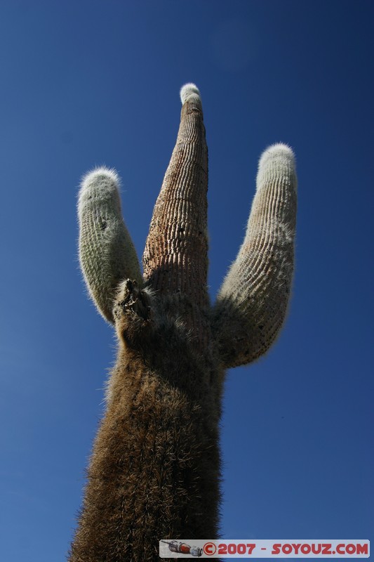 Isla Pescado (or Incahuasi) - Cardons (cactus)
