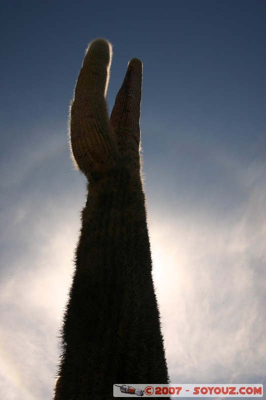 Isla Pescado (or Incahuasi) - Cardons (cactus)
