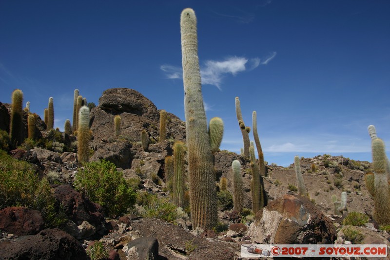 Isla Pescado (or Incahuasi) - Cardons (cactus)
