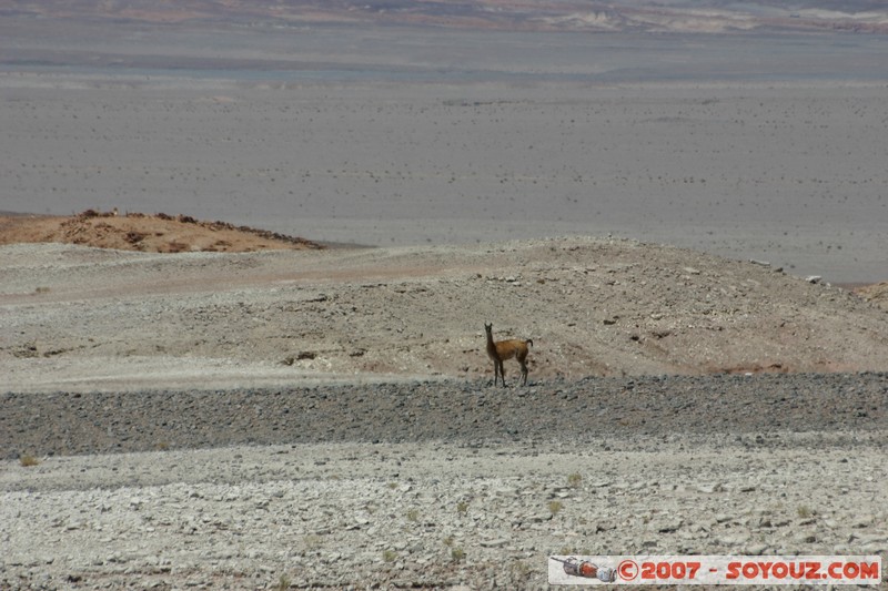 Vicuna
Mots-clés: animals Vicuna