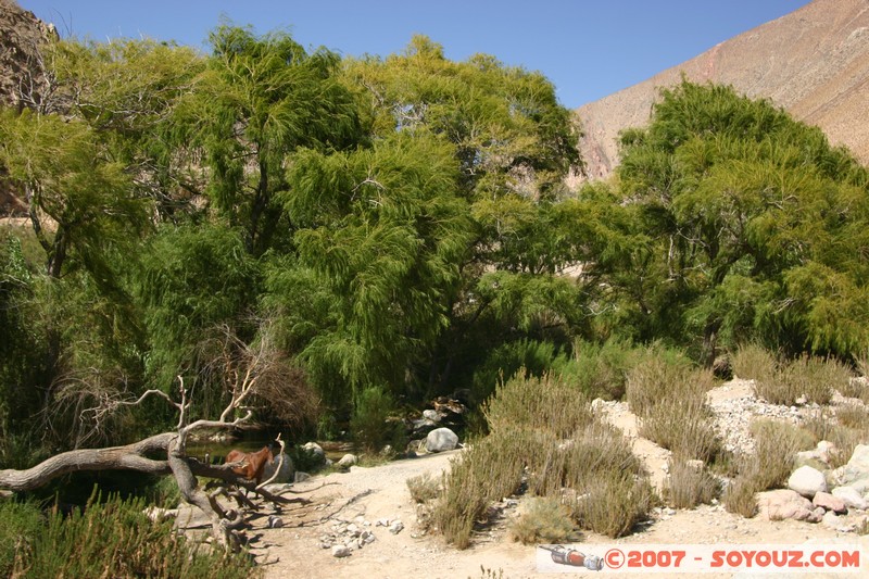 Valle del Elqui
