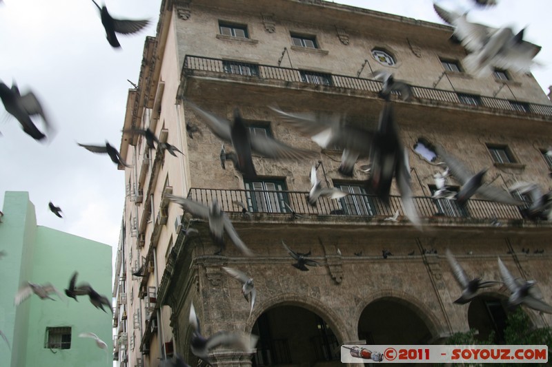 La Habana Vieja - Plaza San Fransisco de Asis - Palomas
Mots-clés: Ciudad de La Habana CUB Cuba geo:lat=23.13737066 geo:lon=-82.34858036 geotagged La Habana Vieja Plaza San Fransisco de AsÃ­s animals oiseau pigeon