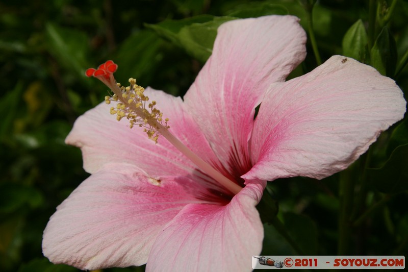 Soroa - Flores
Mots-clés: CUB Cuba geo:lat=22.79418602 geo:lon=-83.00954041 geotagged Soroa fleur