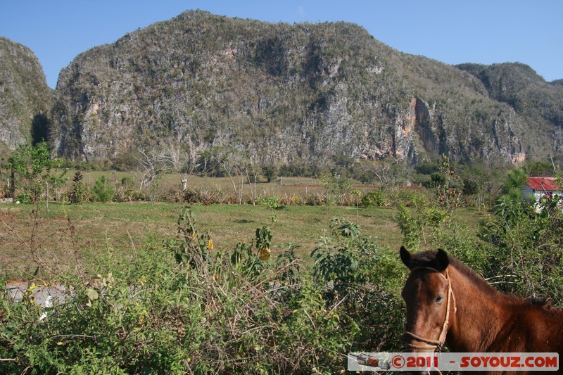 Valle de Vinales - caballo
Mots-clés: CUB Cuba geo:lat=22.61081027 geo:lon=-83.72752168 geotagged Las Delicias Pinar del RÃ­o animals cheval patrimoine unesco