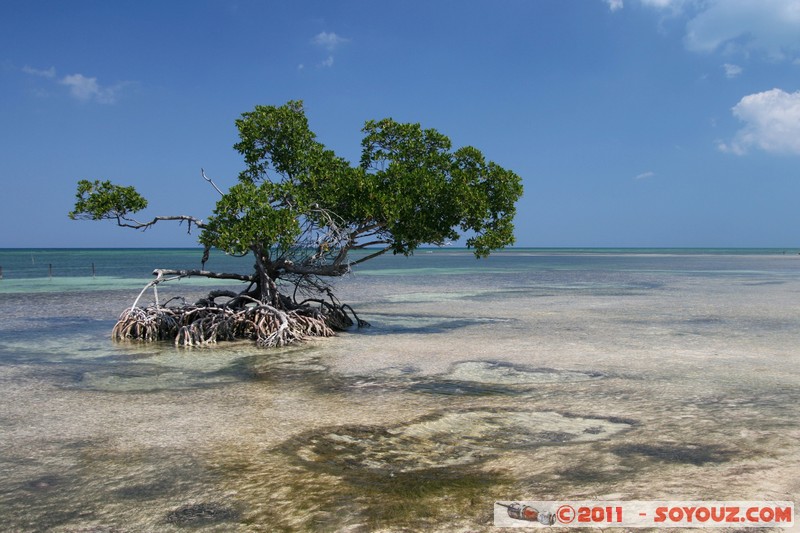 Cayo Jutias
Mots-clés: CUB Cuba geo:lat=22.71405236 geo:lon=-84.02419531 geotagged Sitio Abajo mer plage