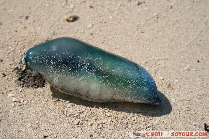 Cayo Jutias - Physalia physalis
Mots-clés: CUB Cuba geo:lat=22.71403616 geo:lon=-84.02419656 geotagged Sitio Abajo plage animals meduse