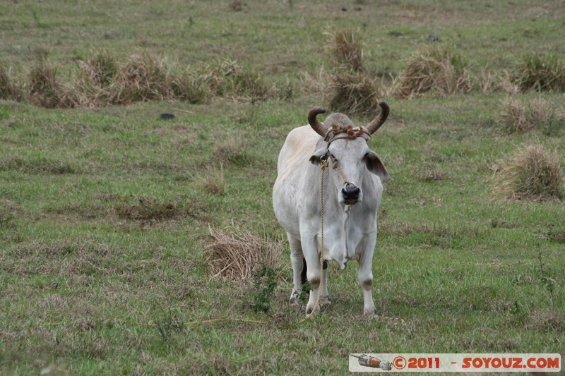 Valle de Vinales - Santa Lucia - Vaca
Mots-clés: CUB Cuba geo:lat=22.64947332 geo:lon=-83.98822542 geotagged Pinar del RÃ­o Sitio Abajo animals vaches
