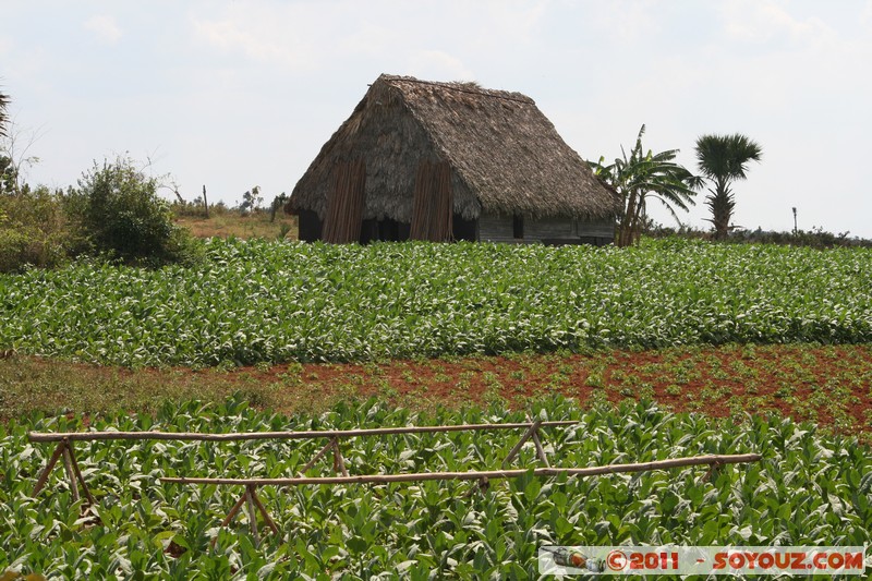 Valle de Vinales - Santa Lucia - Campo de tabaco
Mots-clés: CUB Cuba geo:lat=22.64947244 geo:lon=-83.98822762 geotagged Pinar del RÃ­o Sitio Abajo plante