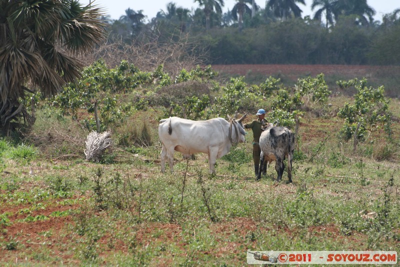 Valle de Vinales - Santa Lucia - Vaca
Mots-clés: CUB Cuba geo:lat=22.64947261 geo:lon=-83.98822730 geotagged Pinar del RÃ­o Sitio Abajo animals vaches