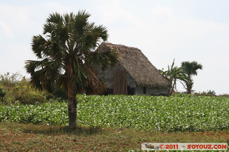 Valle de Vinales - Santa Lucia - Campo de tabaco
Mots-clés: CUB Cuba geo:lat=22.64947290 geo:lon=-83.98822716 geotagged Pinar del RÃ­o Sitio Abajo plante