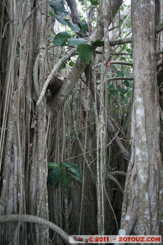 Cienfuegos - Jardin Botanico Soledad
Mots-clés: Cienfuegos CUB Cuba Dolores geo:lat=22.12577105 geo:lon=-80.32533845 geotagged Parc Jardin botanique Arbres plante