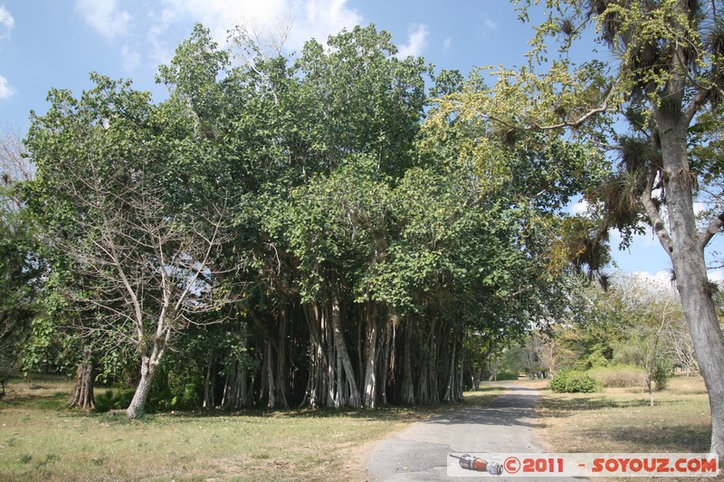 Cienfuegos - Jardin Botanico Soledad
Mots-clés: Cienfuegos CUB Cuba Dolores geo:lat=22.12576779 geo:lon=-80.32533043 geotagged Parc Jardin botanique Arbres plante