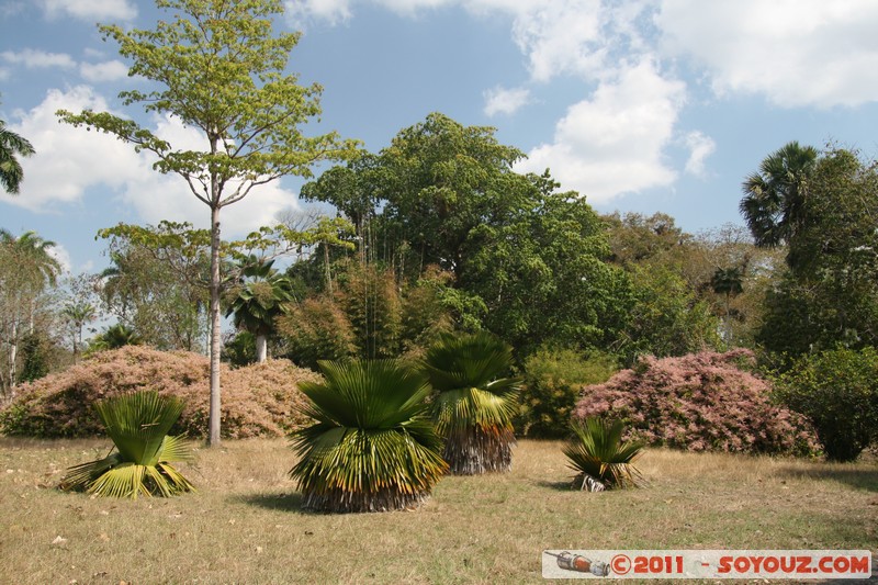 Cienfuegos - Jardin Botanico Soledad
Mots-clés: Cienfuegos CUB Cuba Dolores geo:lat=22.12561249 geo:lon=-80.32423621 geotagged Parc Jardin botanique Arbres plante