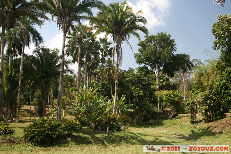 Cienfuegos - Jardin Botanico Soledad
Mots-clés: Cienfuegos CUB Cuba Dolores geo:lat=22.12507583 geo:lon=-80.32027270 geotagged Parc Jardin botanique Arbres plante