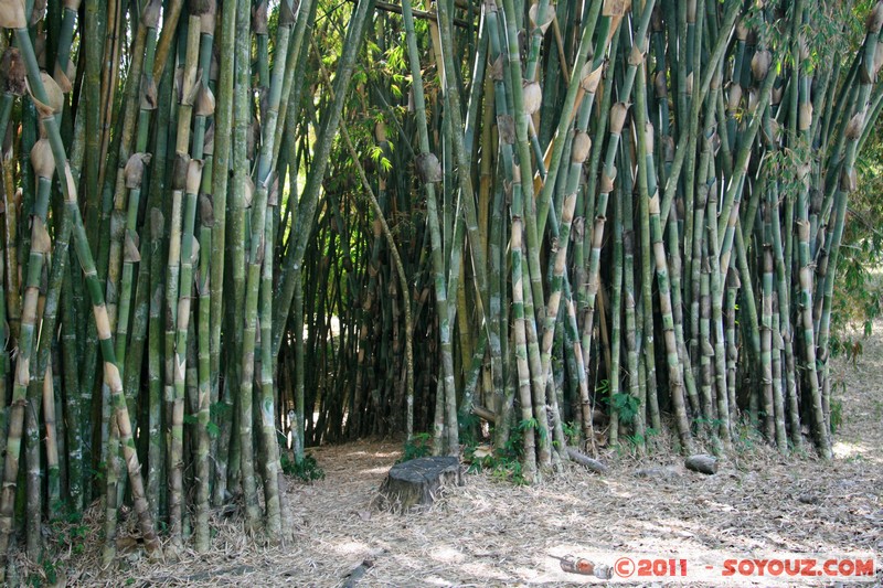 Cienfuegos - Jardin Botanico Soledad
Mots-clés: Cienfuegos CUB Cuba Dolores geo:lat=22.12560783 geo:lon=-80.32234700 geotagged Parc Jardin botanique Arbres plante Bamboo