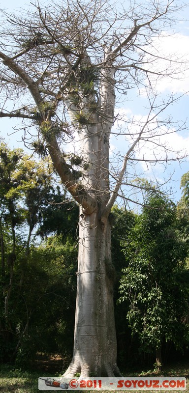 Cienfuegos - Jardin Botanico Soledad
Mots-clés: Parc Jardin botanique Arbres plante