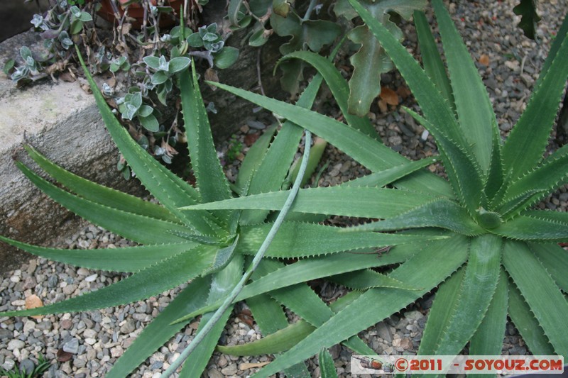 Cienfuegos - Jardin Botanico Soledad
Mots-clés: Cienfuegos CUB Cuba Dolores geo:lat=22.12548242 geo:lon=-80.32015686 geotagged Parc Jardin botanique Arbres plante