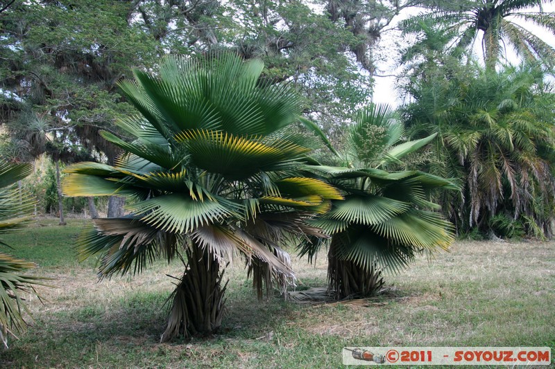 Cienfuegos - Jardin Botanico Soledad
Mots-clés: Cienfuegos CUB Cuba geo:lat=22.12485864 geo:lon=-80.31819274 geotagged La Caldera Parc Jardin botanique Arbres plante