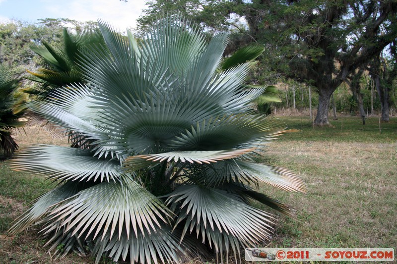 Cienfuegos - Jardin Botanico Soledad
Mots-clés: Cienfuegos CUB Cuba geo:lat=22.12478401 geo:lon=-80.31802358 geotagged La Caldera Parc Jardin botanique Arbres plante