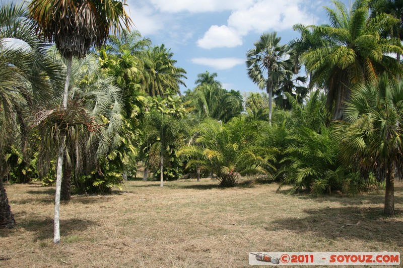 Cienfuegos - Jardin Botanico Soledad
Mots-clés: Cienfuegos CUB Cuba geo:lat=22.12390685 geo:lon=-80.31696758 geotagged La Caldera Parc Jardin botanique Arbres plante