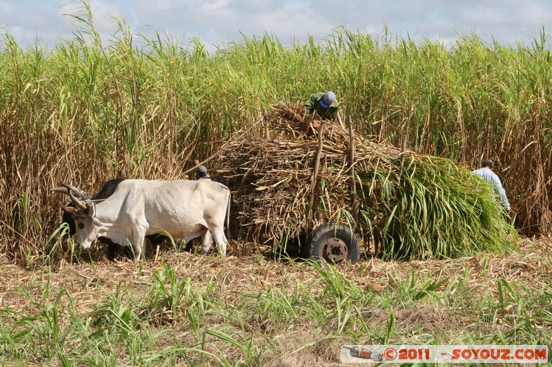 Sao Tumbado - Trabajo en el campo de cana de azucar
Mots-clés: CamagÃ¼ey CUB Cuba geo:lat=21.40014657 geo:lon=-78.04529375 geotagged Sao Tumbado personnes animals vaches