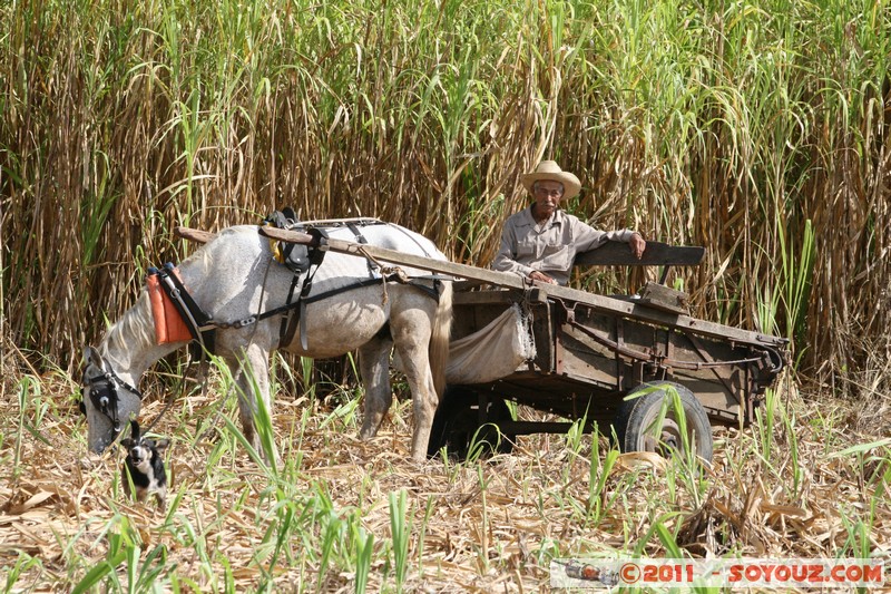 Sao Tumbado - Trabajo en el campo de cana de azucar
Mots-clés: CamagÃ¼ey CUB Cuba geo:lat=21.40014657 geo:lon=-78.04529375 geotagged Sao Tumbado personnes animals vaches