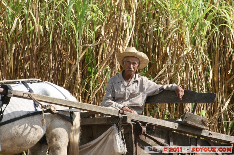 Sao Tumbado - Trabajo en el campo de cana de azucar
Mots-clés: CamagÃ¼ey CUB Cuba geo:lat=21.40014657 geo:lon=-78.04529375 geotagged Sao Tumbado personnes animals vaches