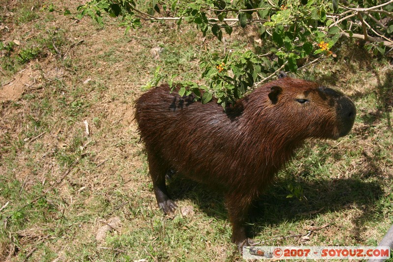 Capybara
Mots-clés: animals