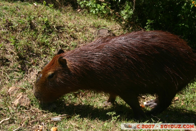 Capybara
Mots-clés: animals