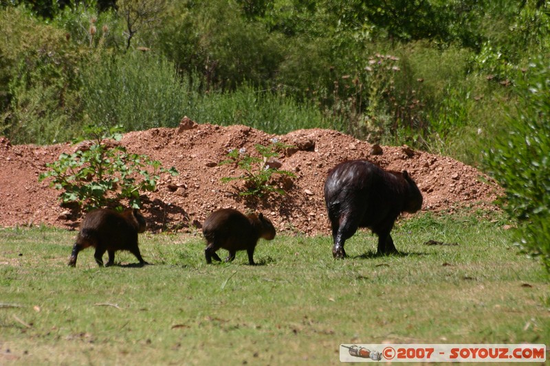 Capybara
Mots-clés: animals