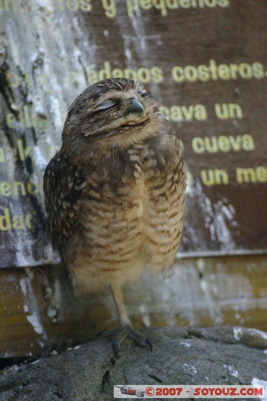 Lechucita de Campo
Mots-clés: animals