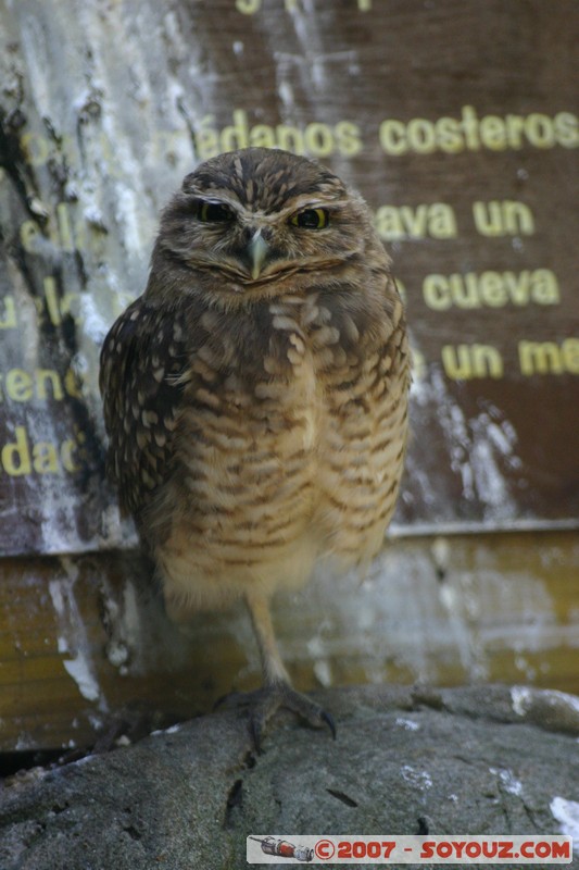 Lechucita de Campo
Mots-clés: animals