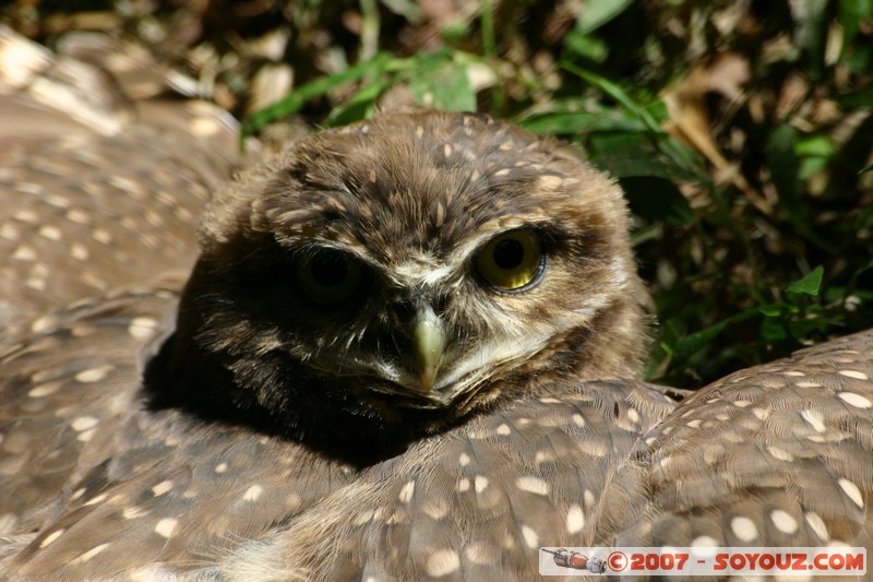 Lechucita de Campo
Mots-clés: animals