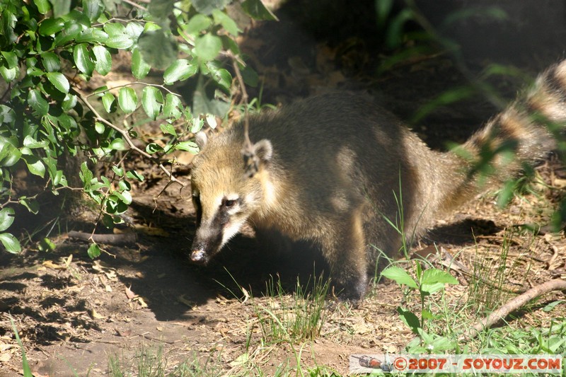 Coati
Mots-clés: animals