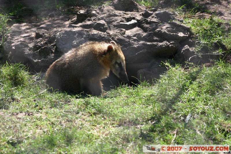 Coati
Mots-clés: animals