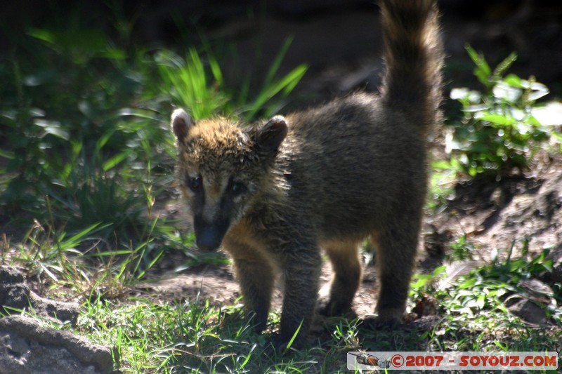 Coati
Mots-clés: animals